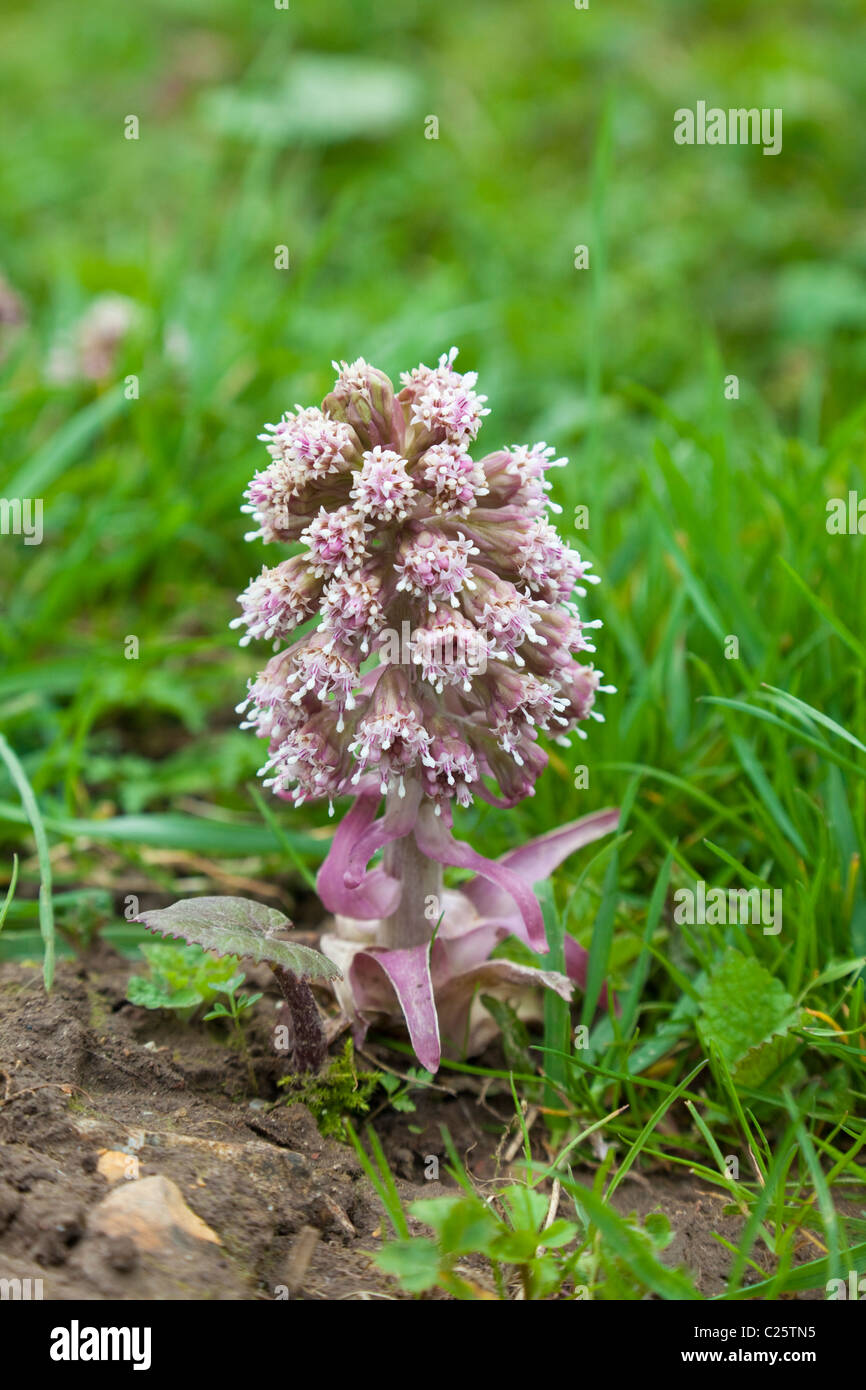 Butterbur Petasites hybridus, in flower before the large leaves appear, Kent, UK, spring Stock Photo