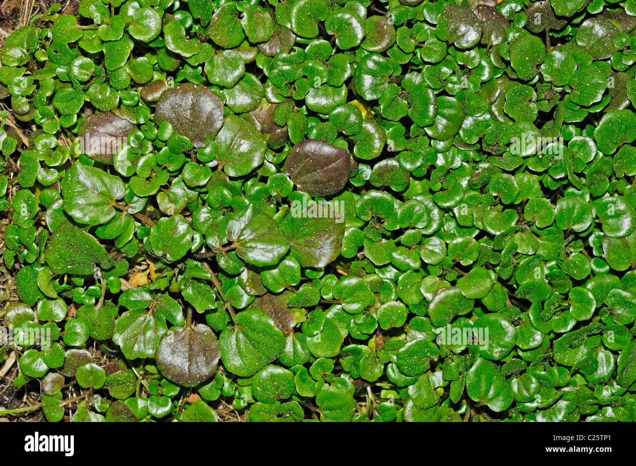 Watercress (Rorippa nasturtium-aquaticum) Stock Photo
