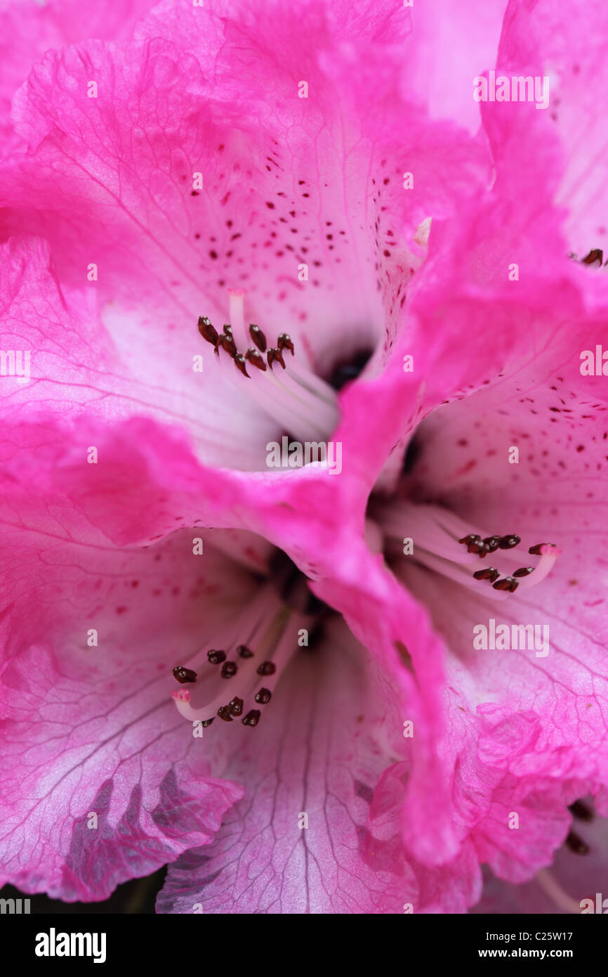 Macro shot of a pink spring Rhododendron flower flowering in a UK garden, England, UK Stock Photo