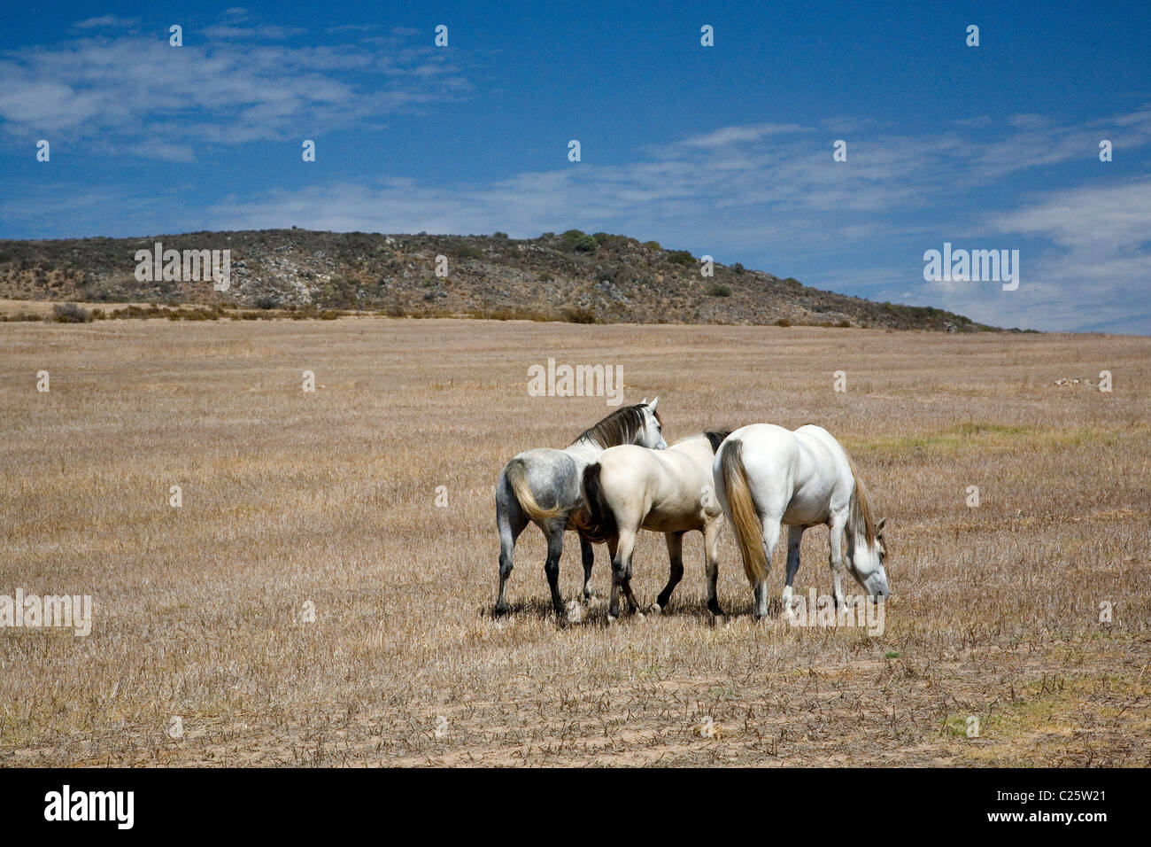 Horses roam on Darling plains in Western Cape - South Africa Stock Photo