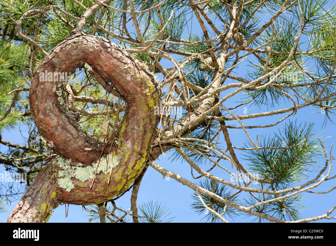 Gnarled maritime pine trunk (Pinus pinaster) Stock Photo