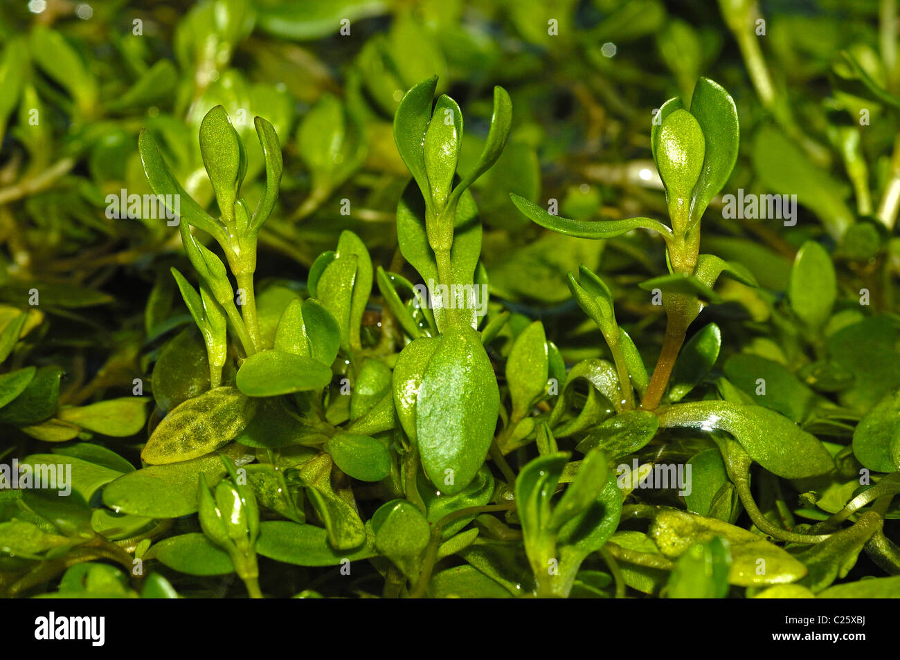 Bog Stitchwort (Stellaria alsine) Stock Photo