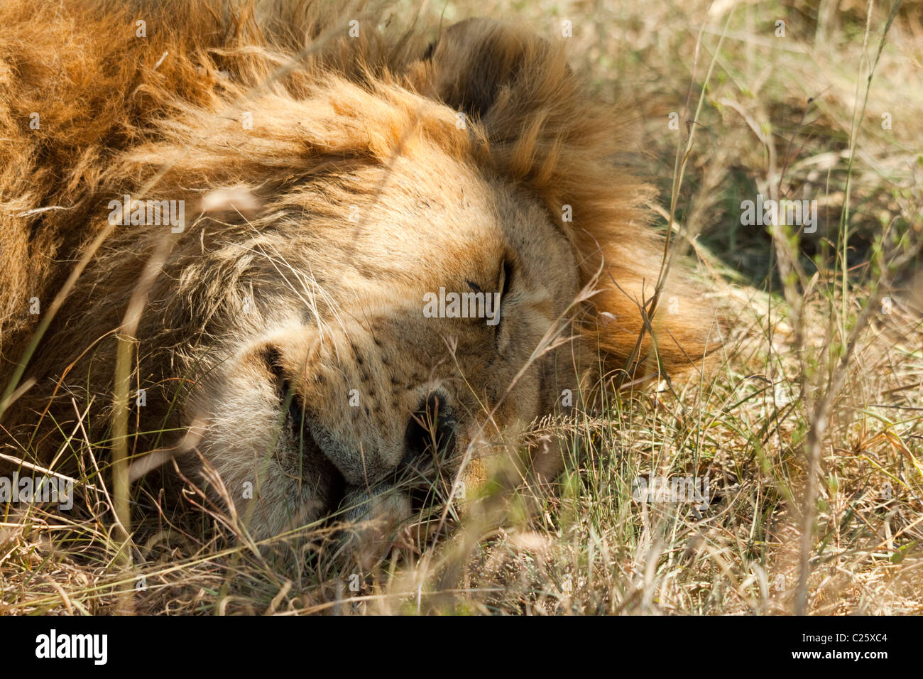Lion ( Panthera leo ) in the Masai Mara , Kenya , Africa Stock Photo ...