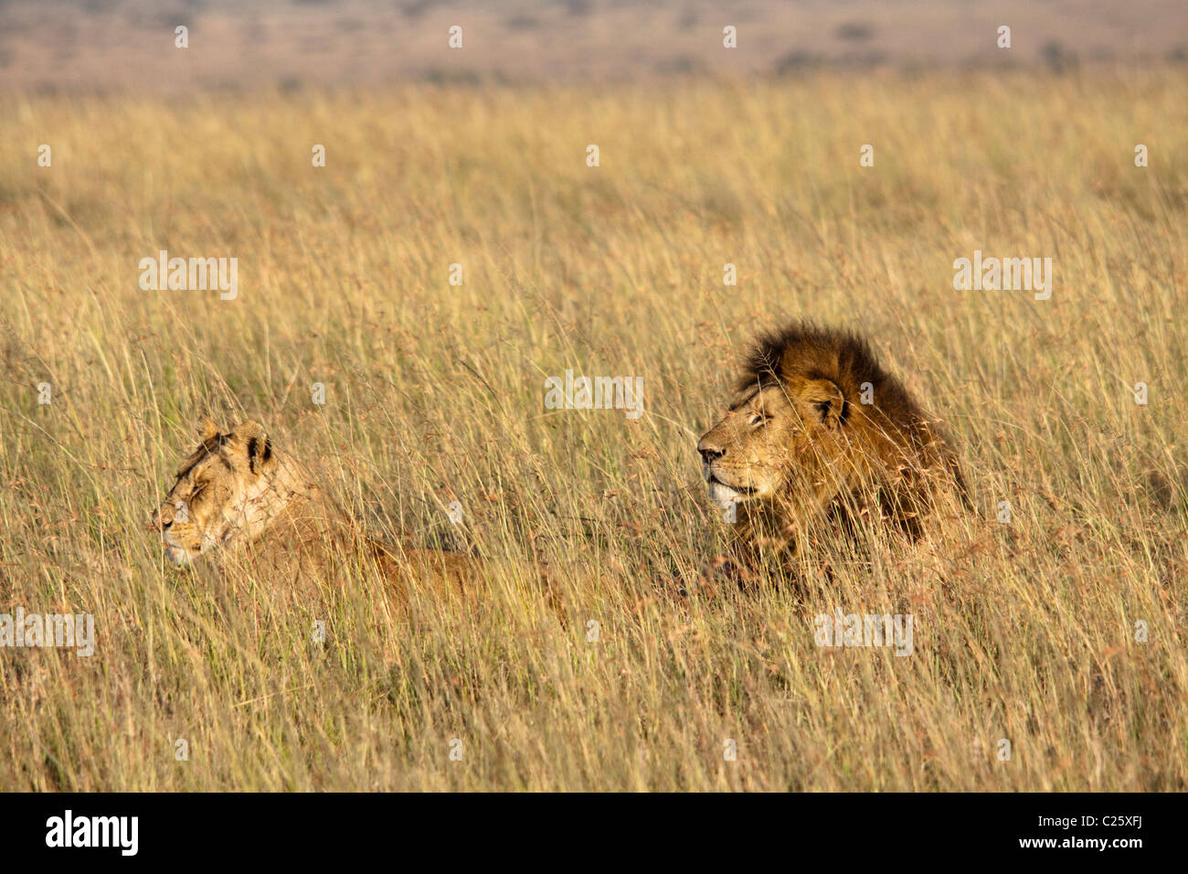 African lions panthera leo male hi-res stock photography and images - Alamy