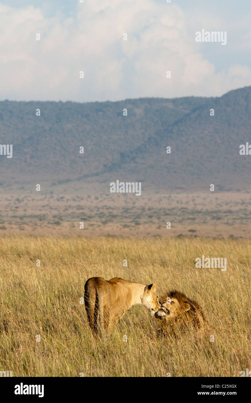 Lions ( Panthera leo ) in the Masai Mara , Kenya , Africa Stock Photo