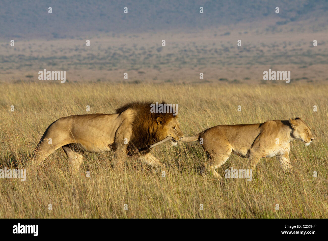 Mara lions hi-res stock photography and images - Alamy
