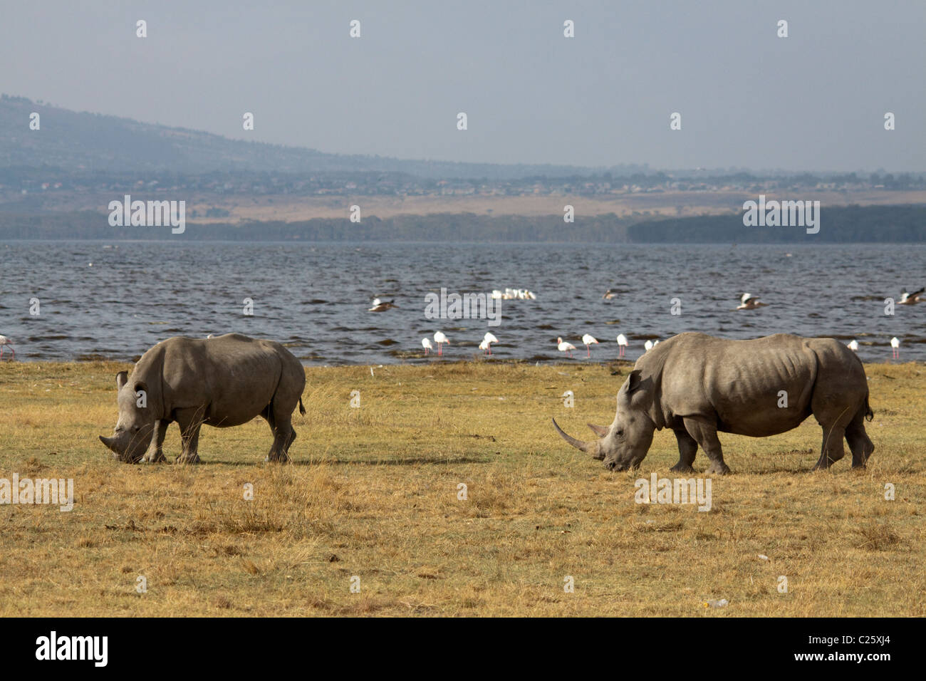 Rhino , Lake Naivasha , Kenya , Africa Stock Photo