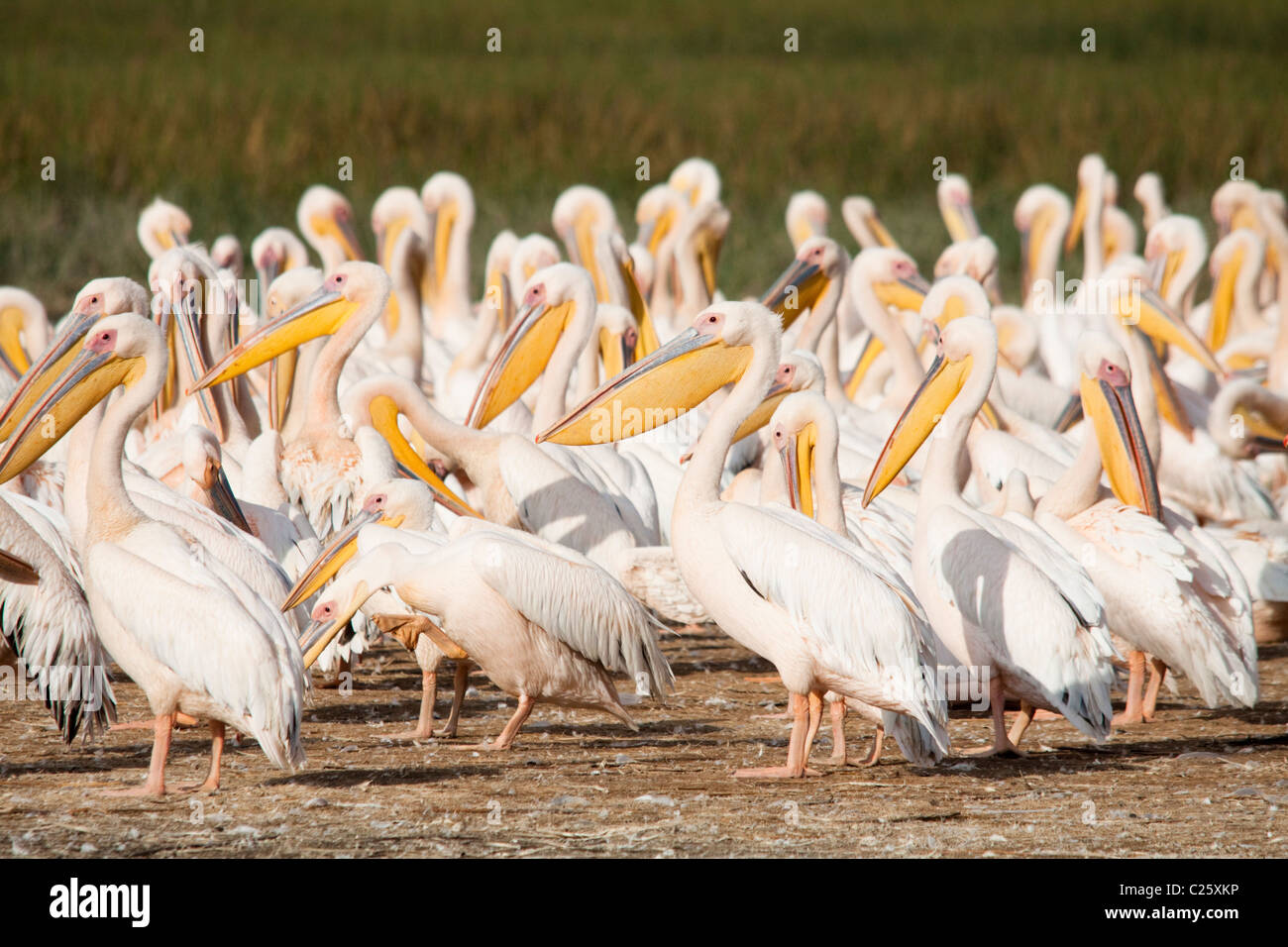 Pelicans , Lake Nakuru , Kenya , Africa Stock Photo