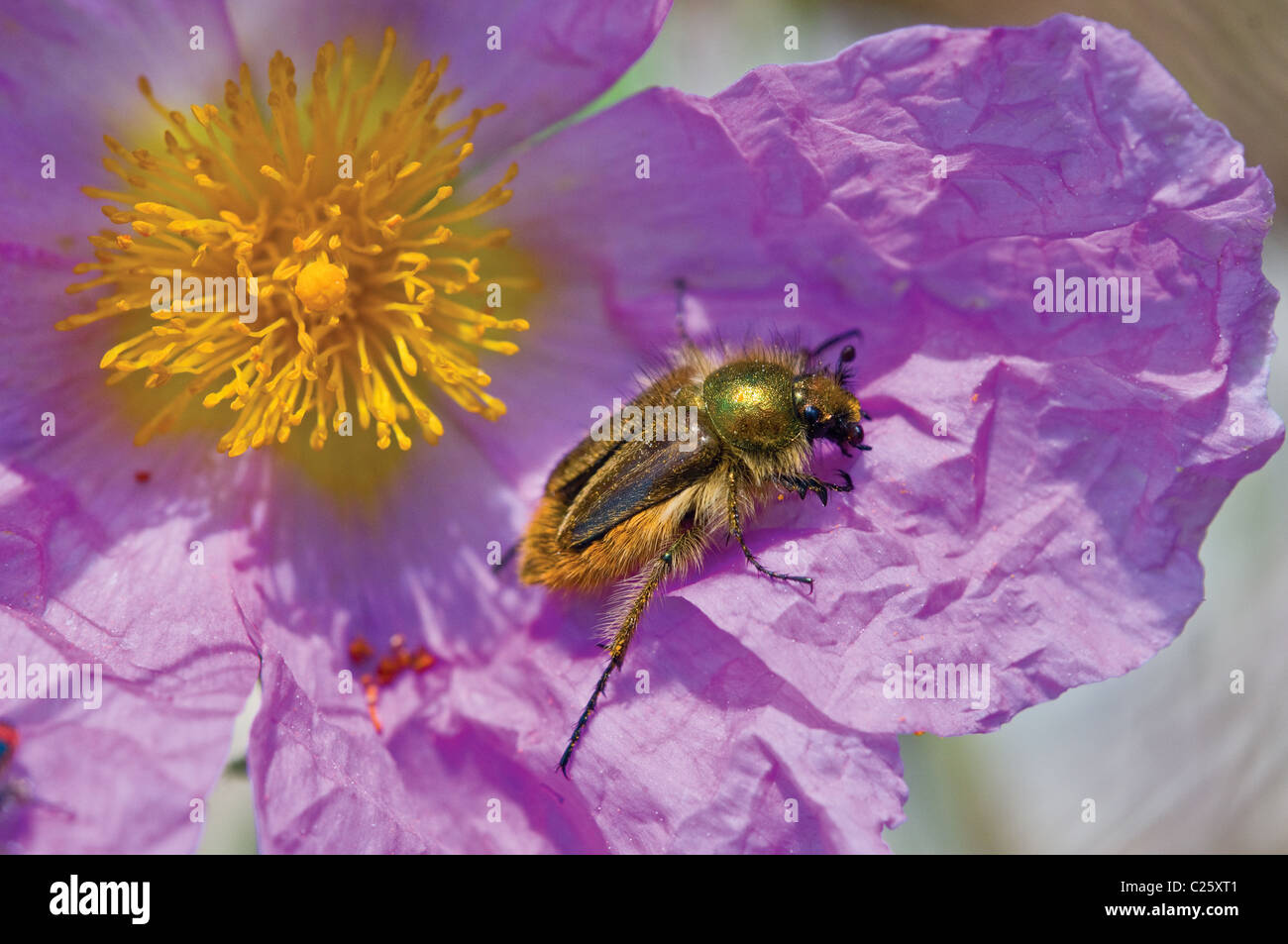 Cistus salvifolius and may-bug. Macro snapshot. Stock Photo