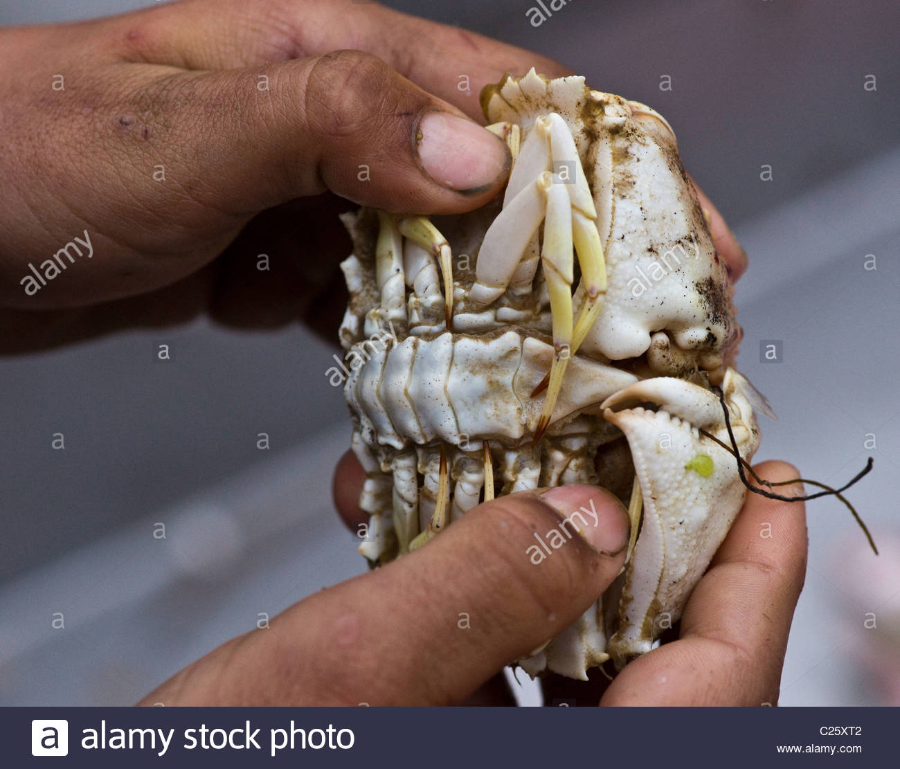 Crab Gills High Resolution Stock Photography and Images Alamy