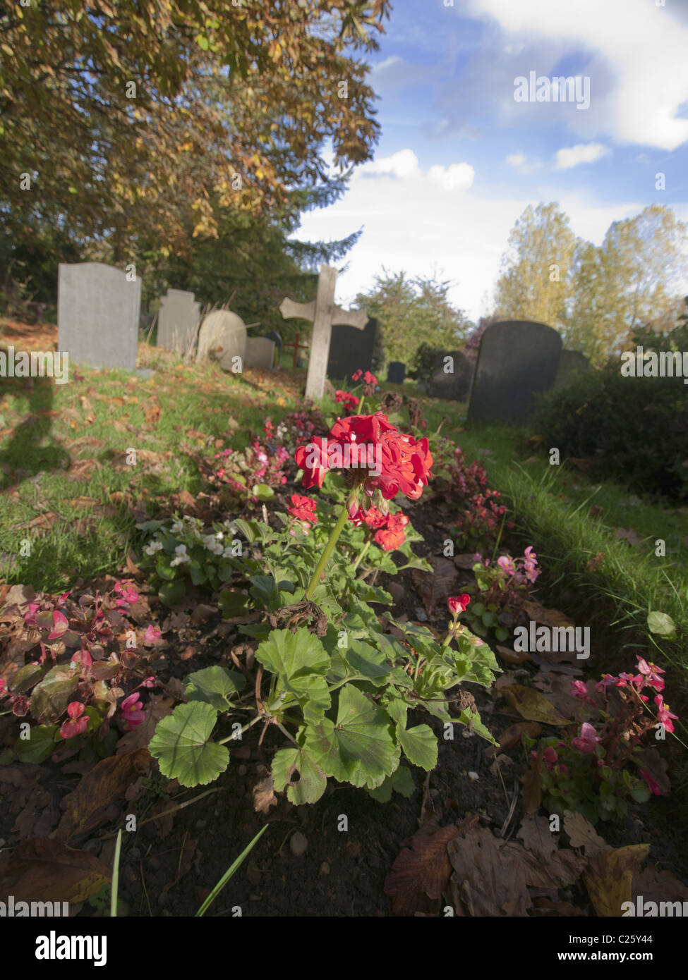 garden flower cemetery Stock Photo Alamy