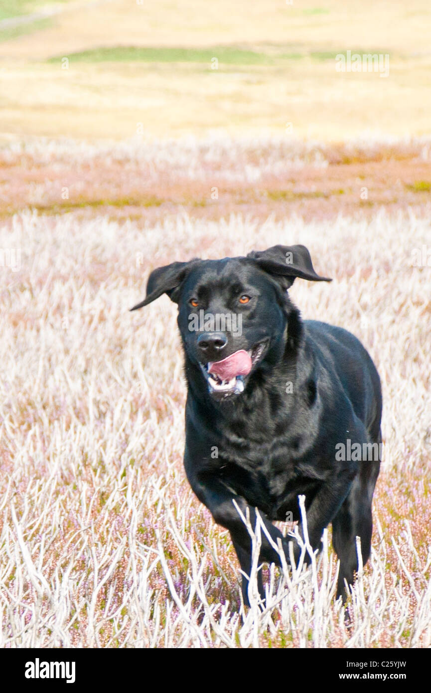 Black Labrador dog running across a moor during a days shooting grouse Stock Photo