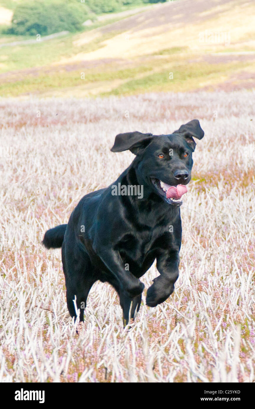 Black Labrador dog running across a moor during a days shooting grouse Stock Photo