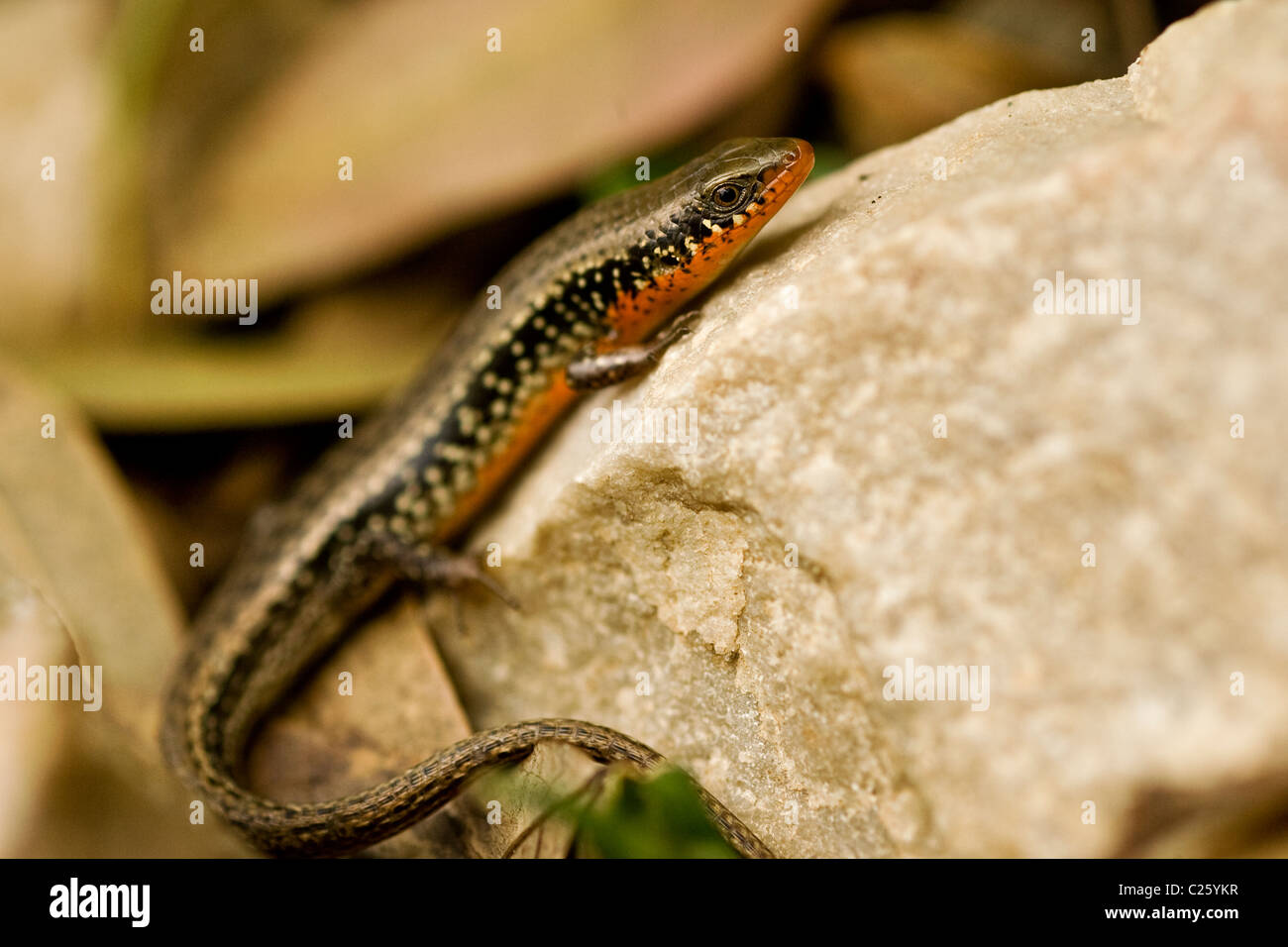 Jerdon's Snake-Eye (Ophisops jerdonii) in Ranthambhore Stock Photo
