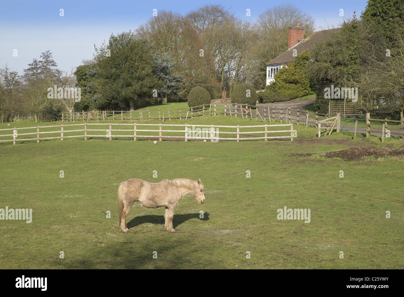 white horse livestock farm field paddock meadow animals horses ...