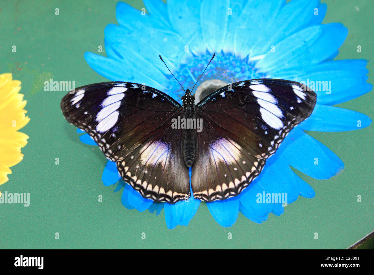 Diadem Butterfly (hypolimmas bolina) on a sugar water feeding station in Wisley glasshouse Surrey England UK Stock Photo