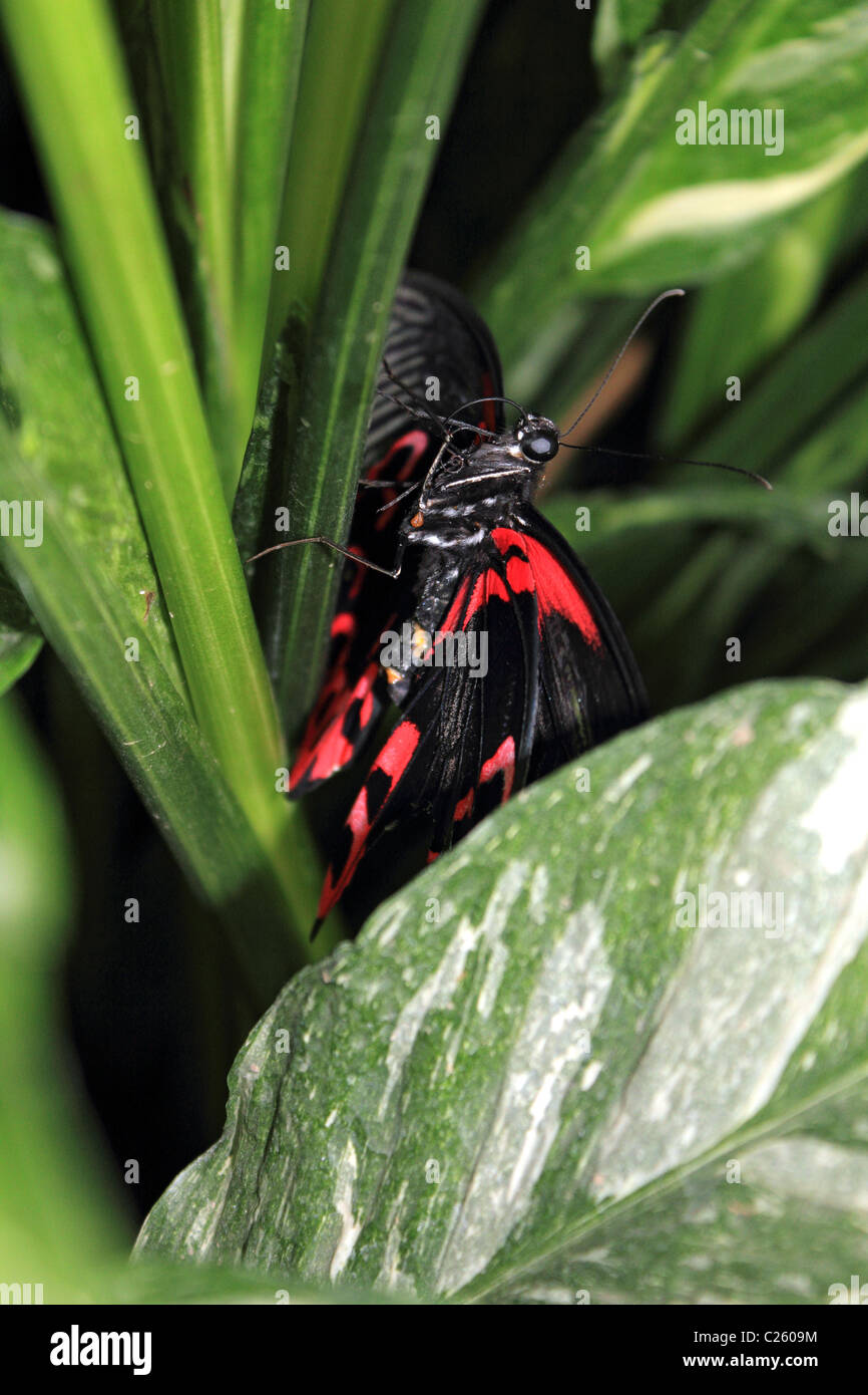 Butterfly in Wisley glasshouse Surrey England UK Stock Photo