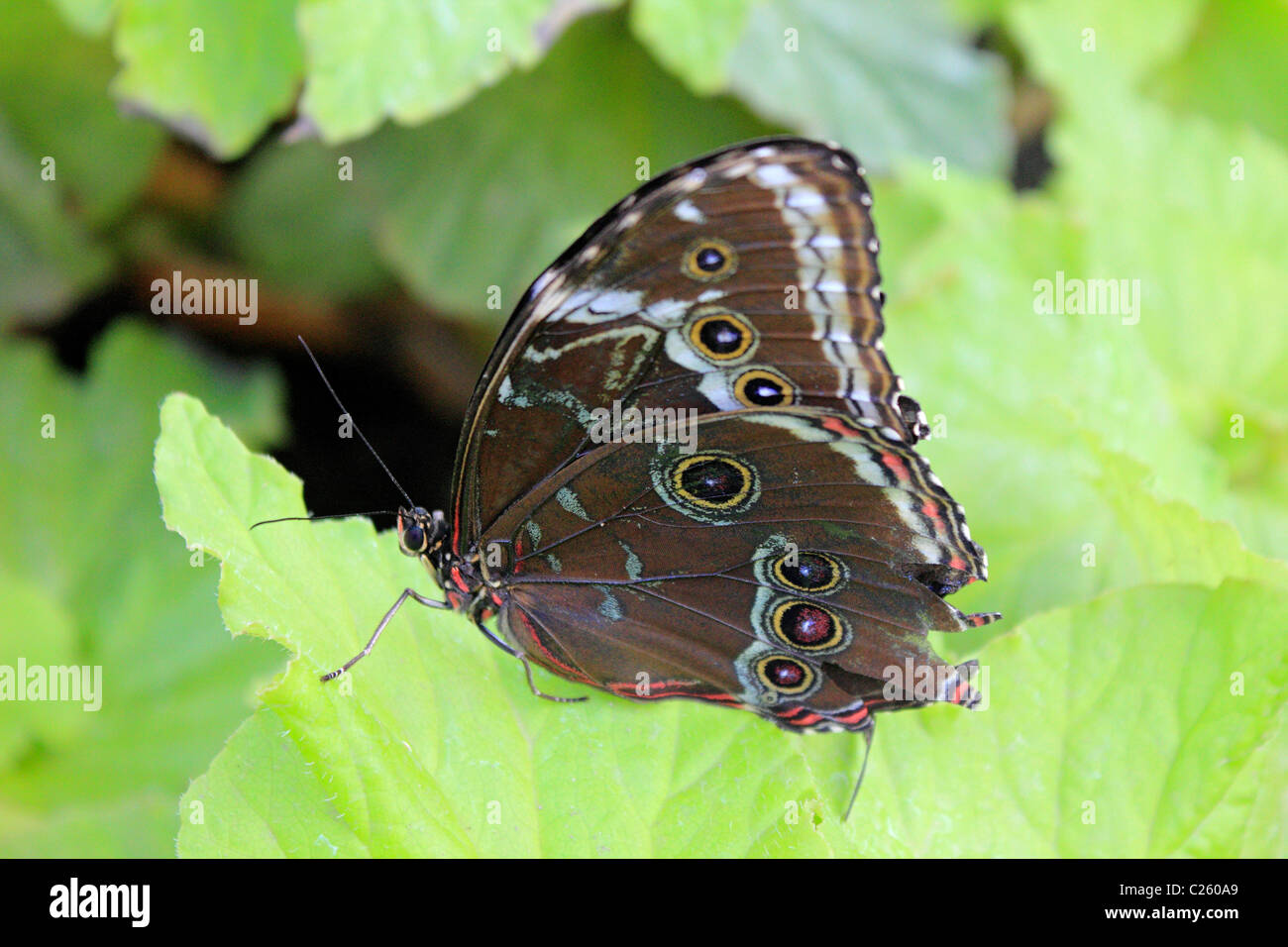 Blue Morpho Butterfly morpho peleides wings closed on leaf in Wisley glasshouse Surrey England UK Stock Photo