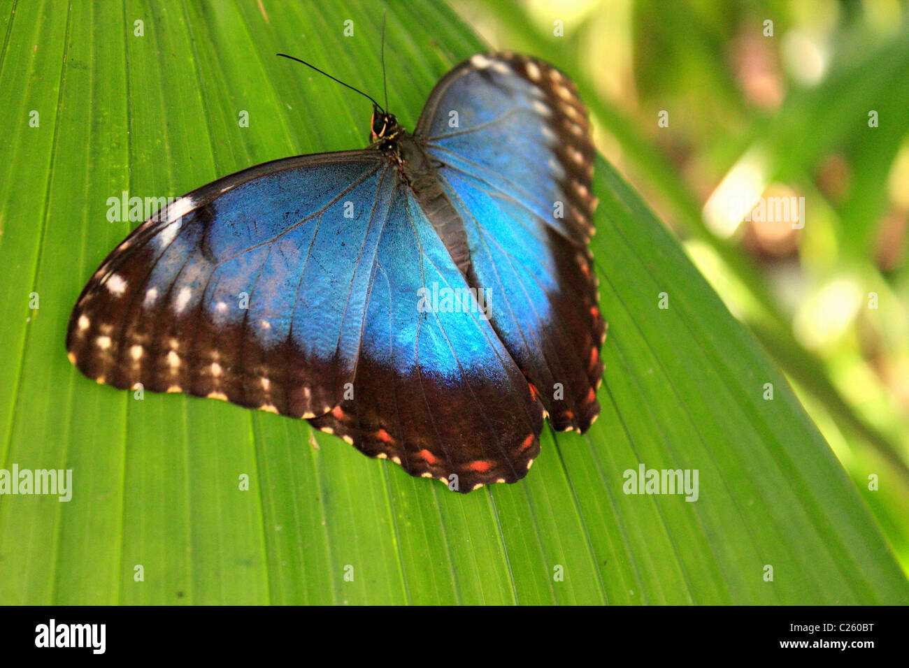 Blue Morpho Butterfly morpho peleides wings open on leaf in Wisley