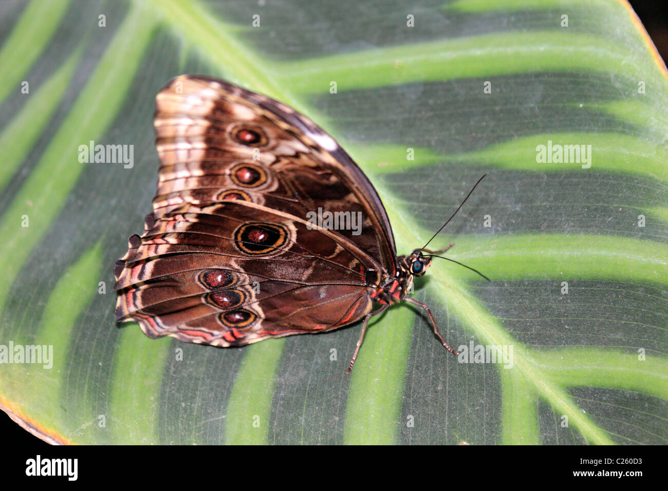Butterfly in Wisley glasshouse Surrey England UK Stock Photo