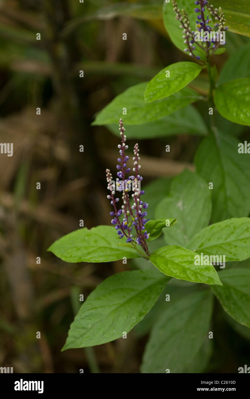 Purple wild-flowers of the pea family growing at the base of Aranel volcano, Costa Rica Stock Photo