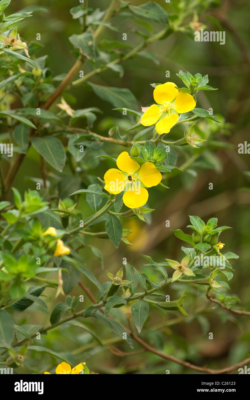 Yellow wild flowers at base of Aranel volcano, Costa Rica Stock Photo