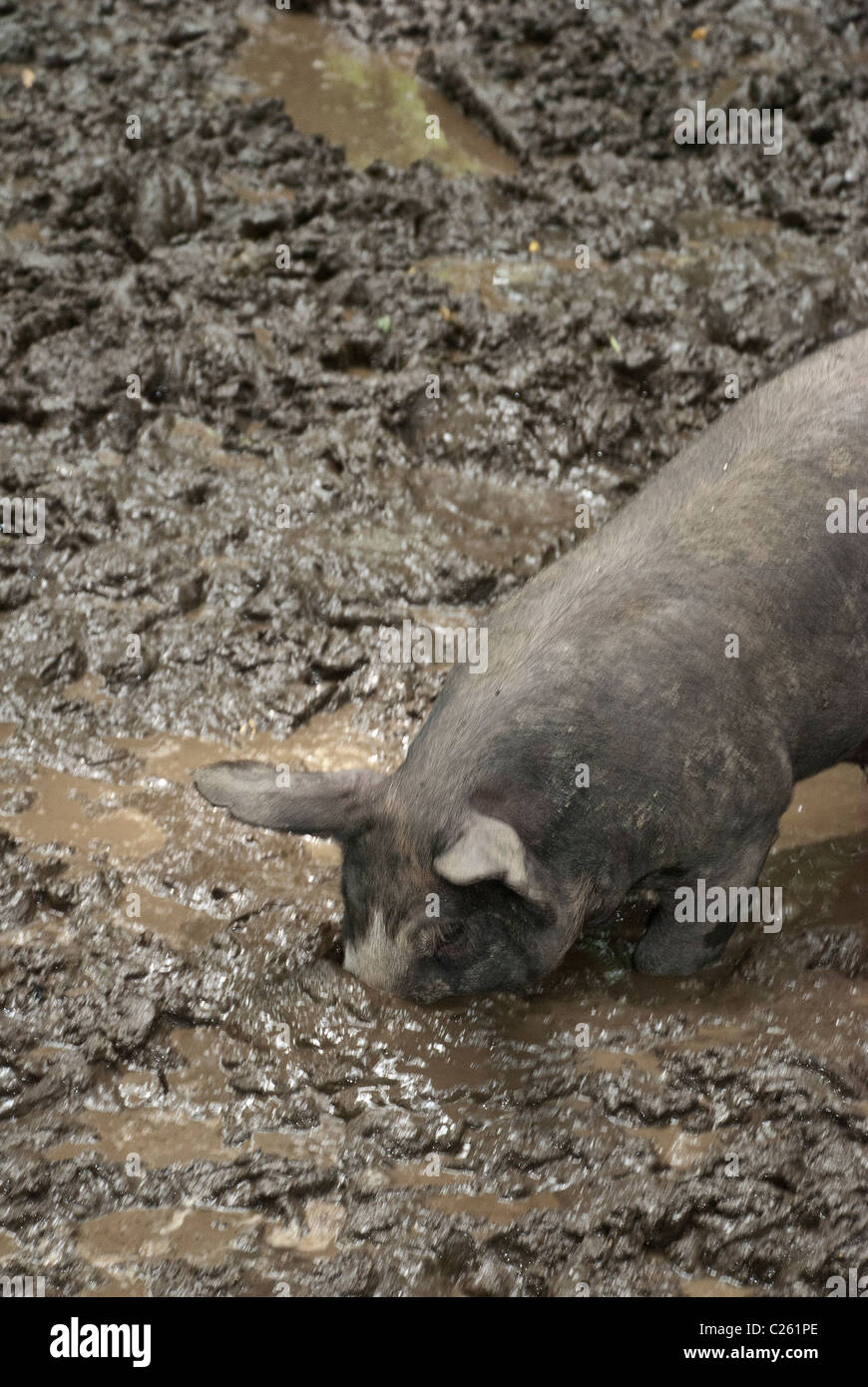 Berkshire Pig rooting in a mud wallow, Stone Barns Center for Food and Agriculture, Pocantico Hills, New York, USA Stock Photo