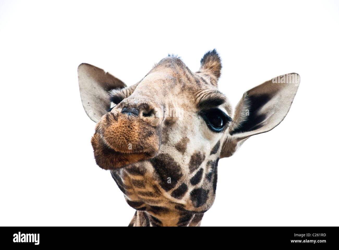 Rothschild Giraffe, Kenya, Africa Stock Photo