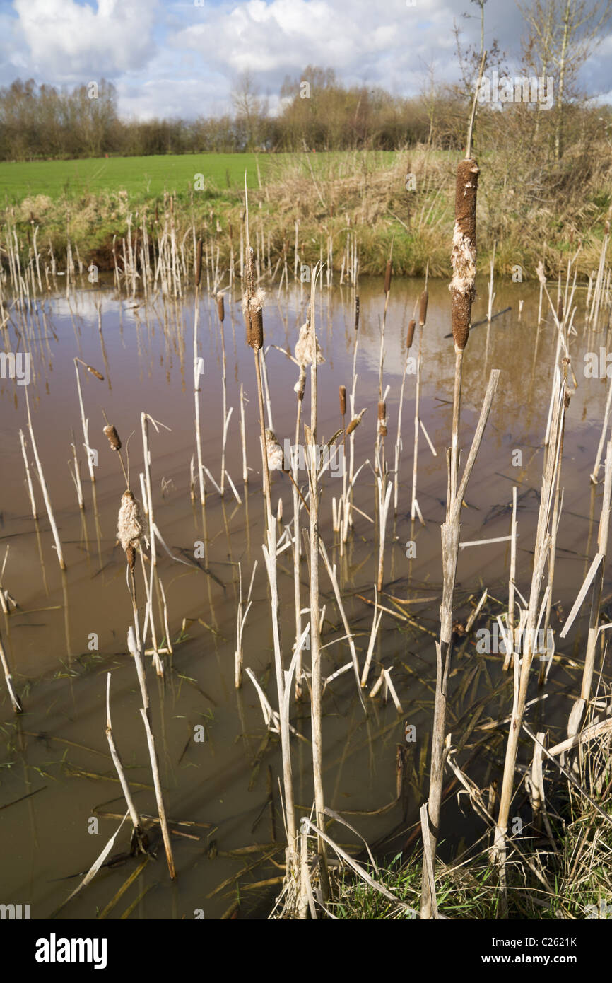 river arrow valley country park redditch Stock Photo Alamy