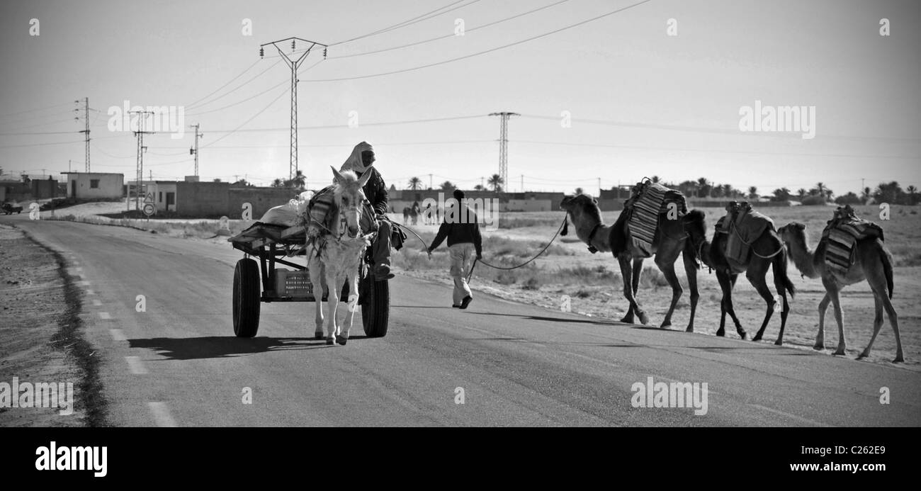 Camels and donkey cart near Douz, Tunisia Stock Photo
