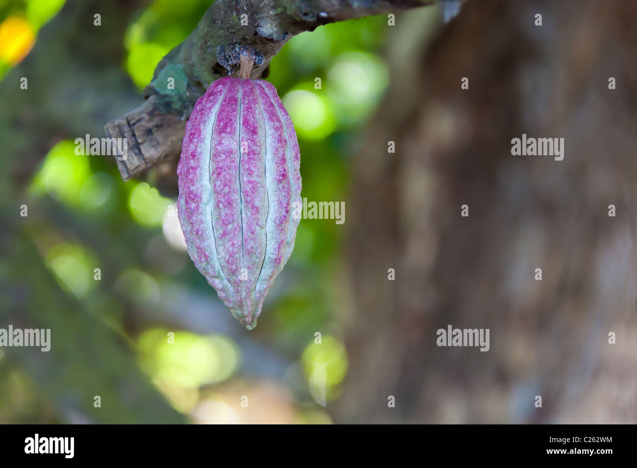 Cocoa pod from Ambanja, Madagascar Stock Photo
