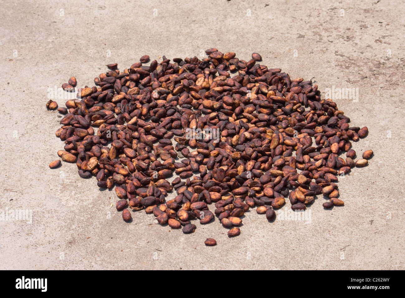 Cocoa beans from Ambanja, Madagascar Stock Photo Alamy