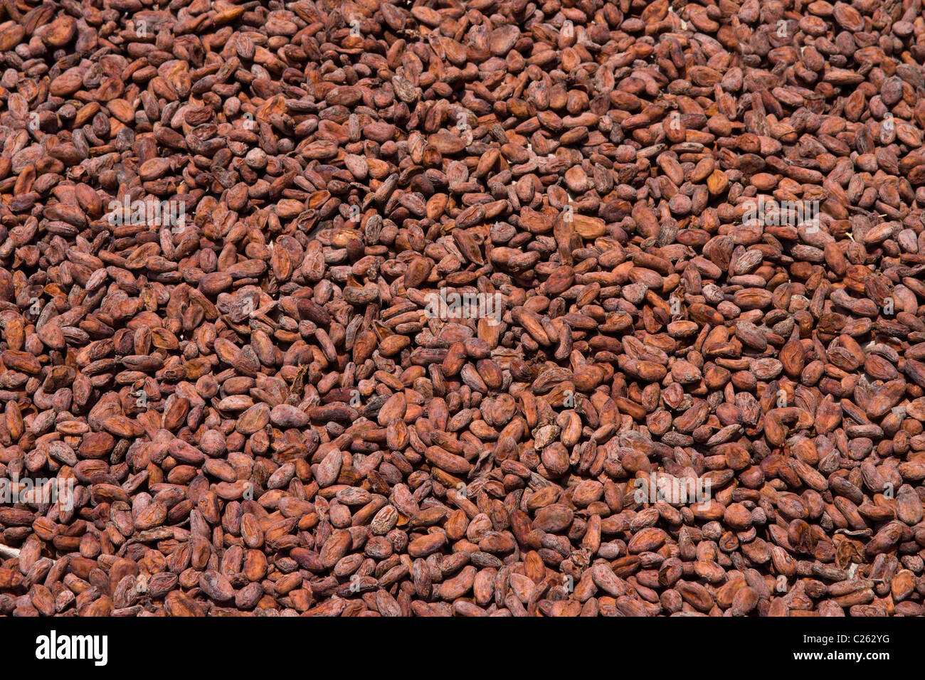 Cocoa beans from Ambanja, Madagascar Stock Photo Alamy