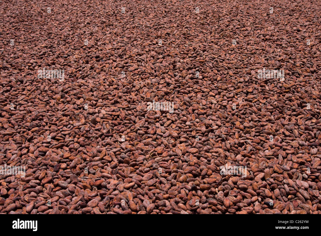 Cocoa beans from Ambanja, Madagascar Stock Photo Alamy