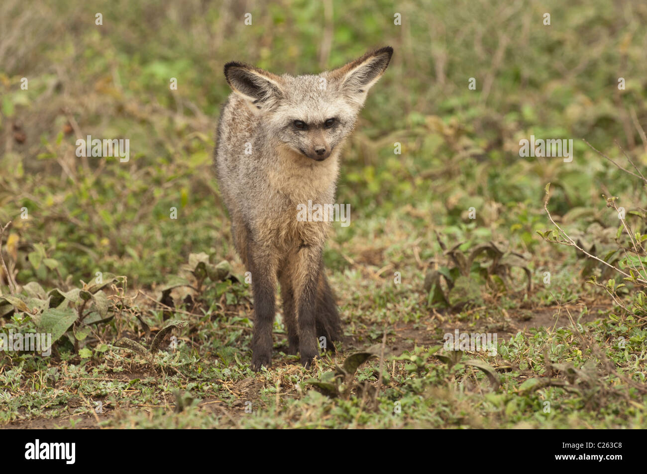 African savanna fox hi res stock photography and images Alamy