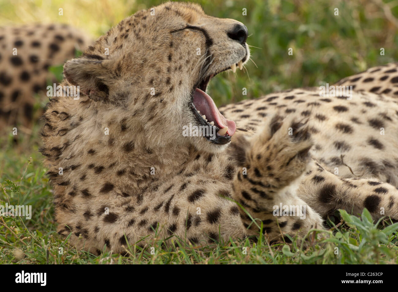 Stock photo of a cheetah yawning. Stock Photo
