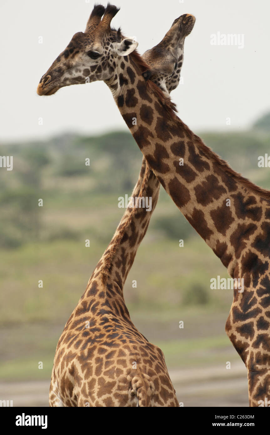 Stock photo of two masai giraffe displaying breeding behavior with their necks. Stock Photo
