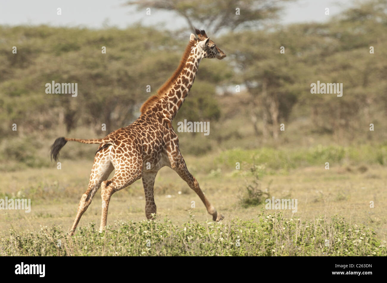 Giraffes running hi-res stock photography and images - Alamy