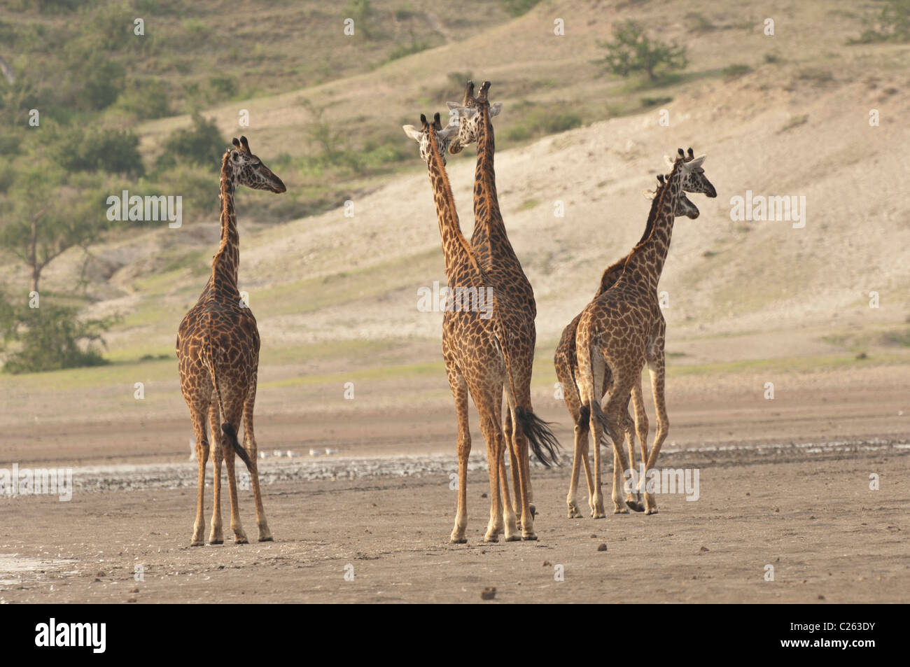 Stock photo of giraffes walking ialong the shores of Lake Ndutu. Stock Photo