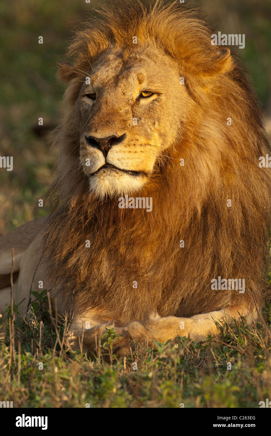 Stock photo of a large male lion in the golden light of sunrise. Stock Photo