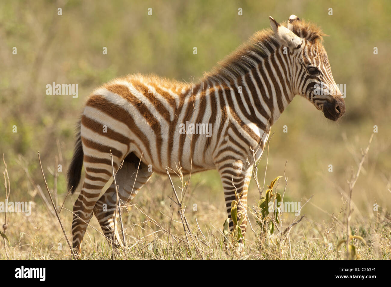 Stock photo of a baby zebra standing on the short-grass plains of Ndutu. Stock Photo