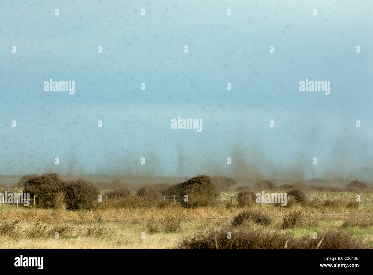 Midges swarm over marshland surrounding Lake Ellesmere, South Island of New Zealand Stock Photo