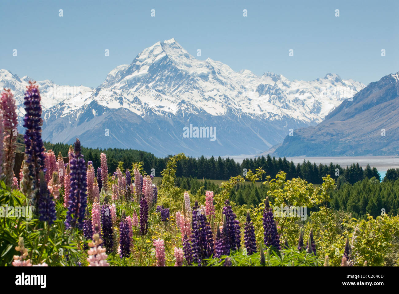 Flowering lupins near Lake Pukaki, with Mt Cook in the background, South Island of New Zealand Stock Photo