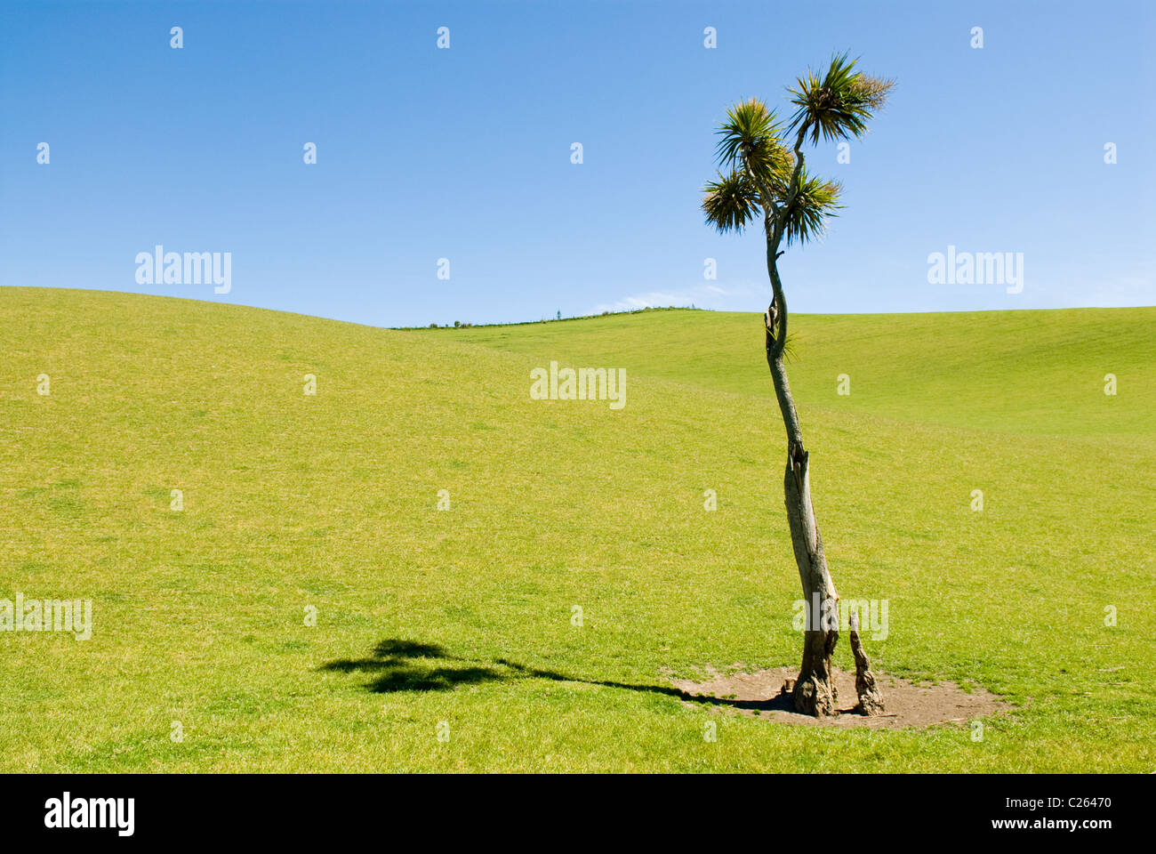 A lone Cabbage Tree in a field in New Zealand Cordyline australis Stock Photo Alamy