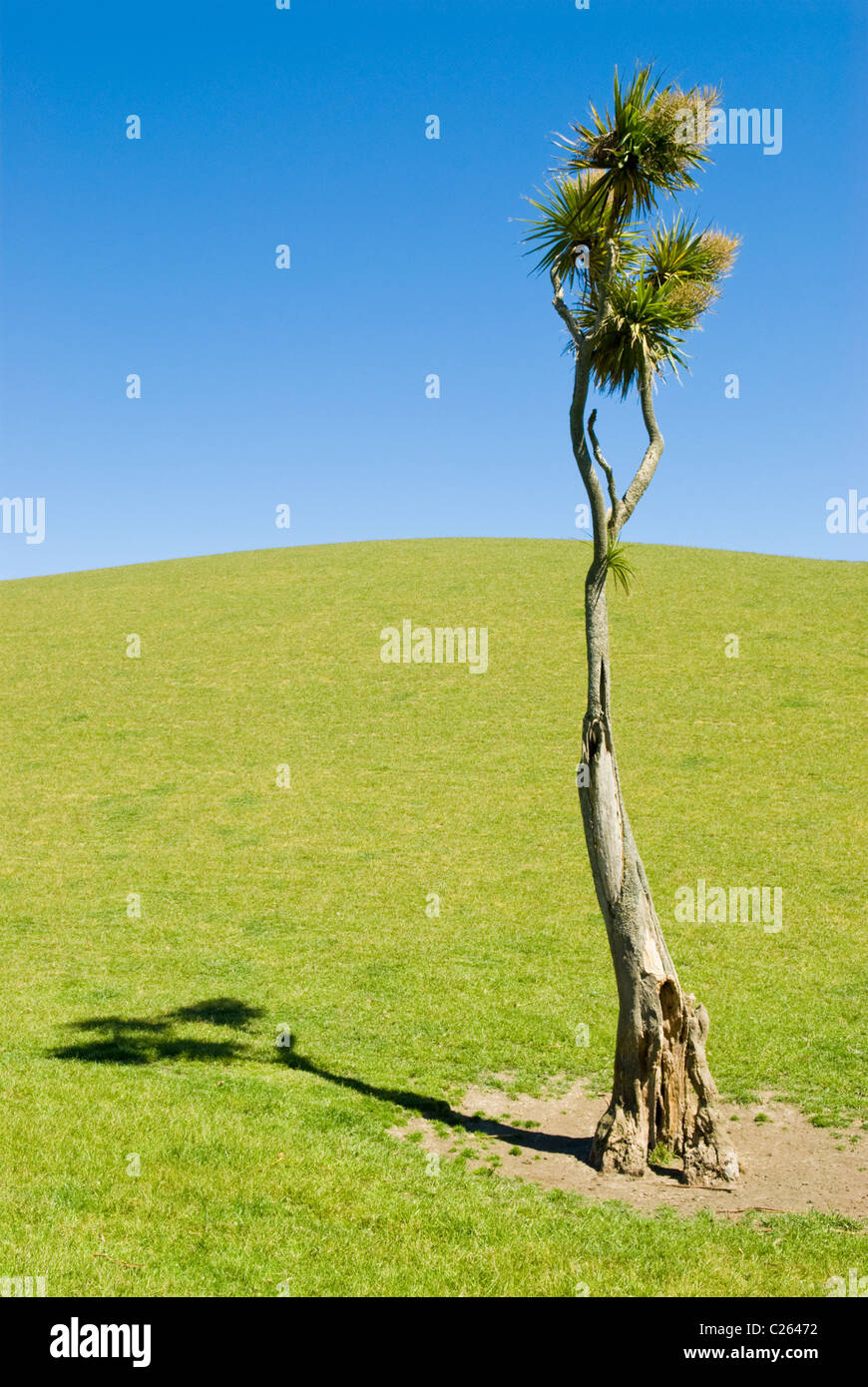 A lone Cabbage Tree in a field in New Zealand Cordyline australis Stock Photo Alamy
