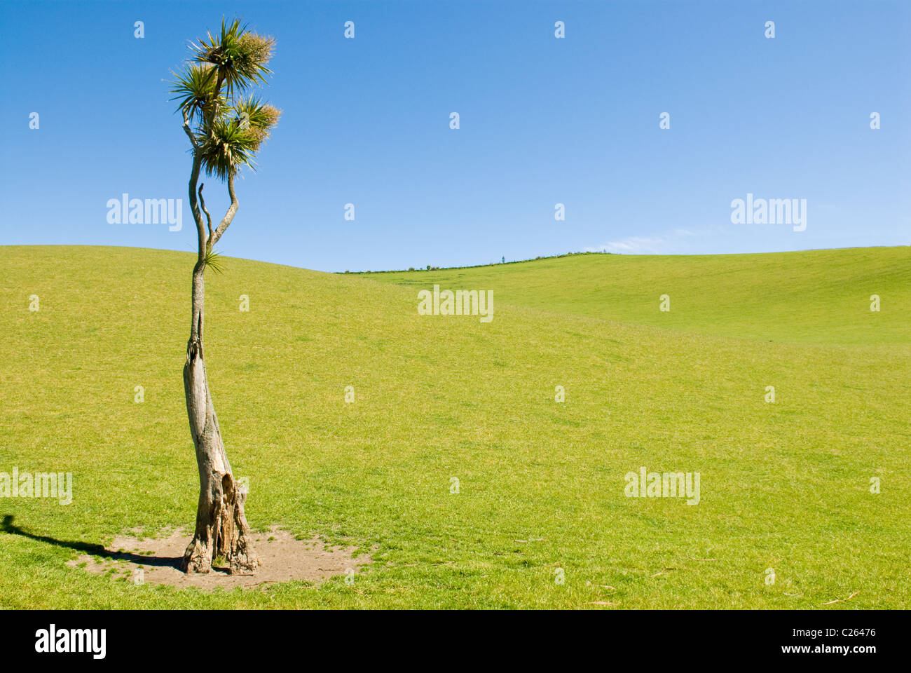 A lone Cabbage Tree in a field in New Zealand Cordyline australis Stock Photo Alamy