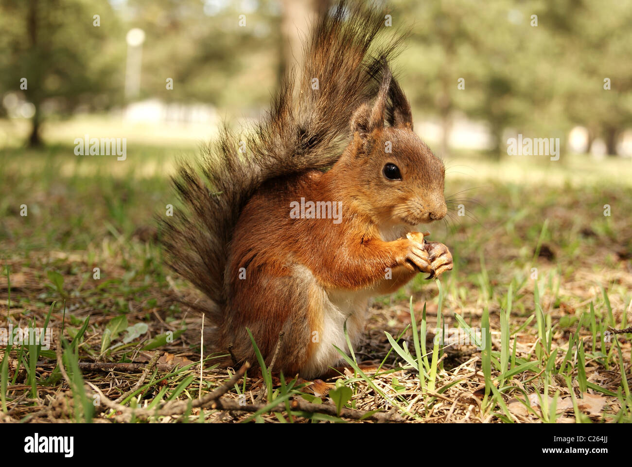squirrel  gnaws a nut Stock Photo