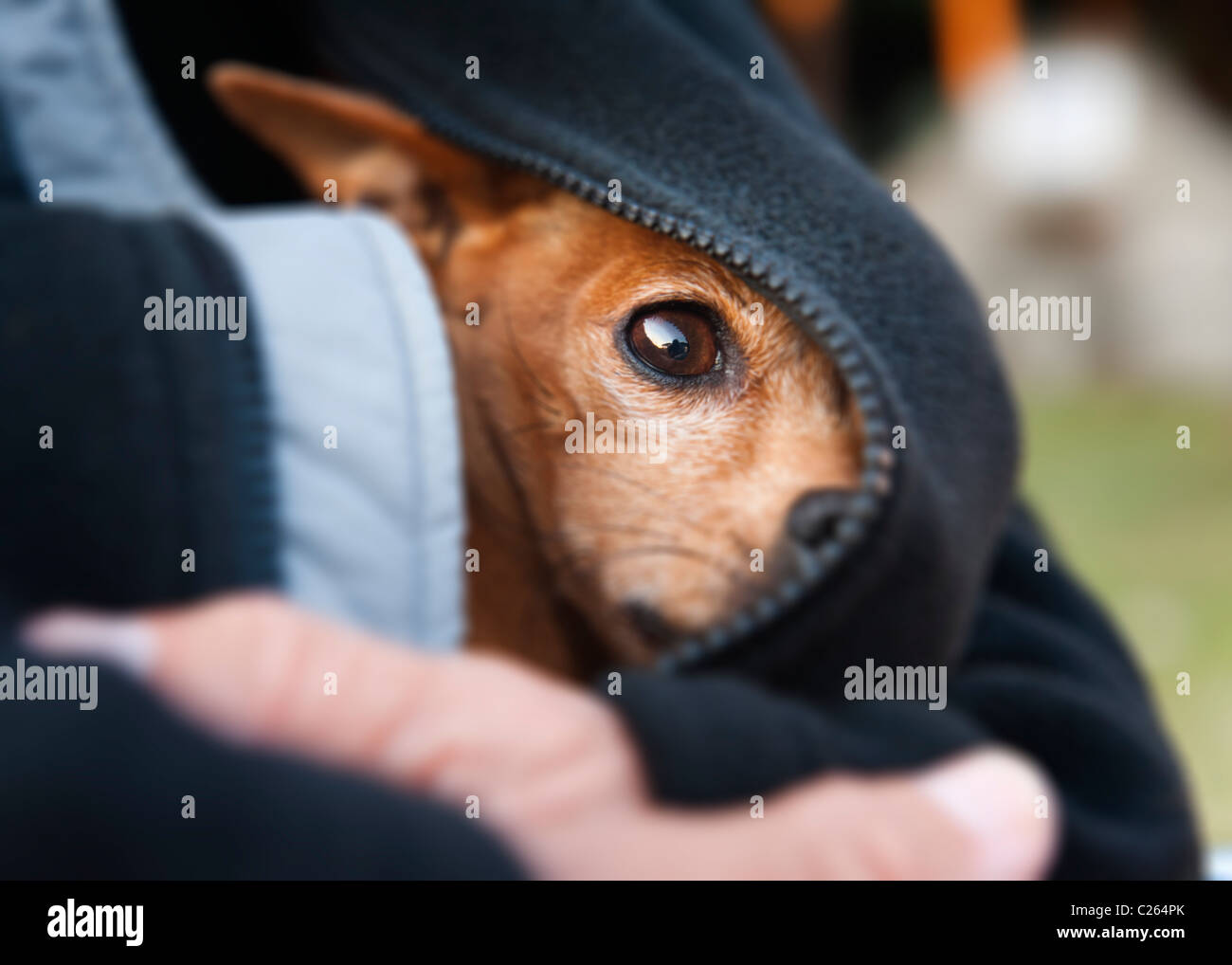 Small dog. Stock Photo