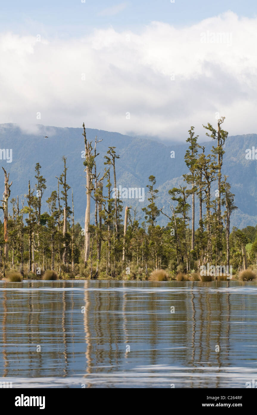 Kahikatea trees at the margins of Lake Brunner, South Island of New Zealand Stock Photo