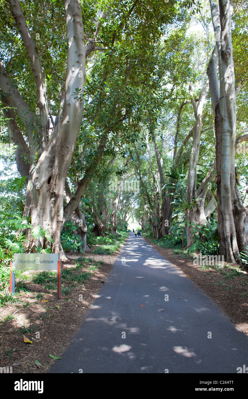 Shady path through Adelaide Botanic Gardens, South Australia Stock